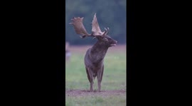 Fallow deer's groaning: unveiling the mysterious mating call in Northern Germany