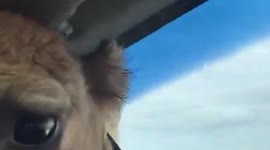 Camel invades drive-thru safari vehicle to get snacks