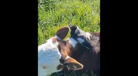 Rescued magpie finds companionship on pet calf's back in heartwarming video