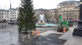 London at Christmas - Trafalgar Square Christmas Tree installed on Monday morning