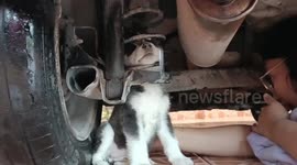 Puppy trapped in car suspension rescued by firemen in Mexico