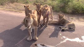 Motorist stared down by pride of lions blockading road in South Africa