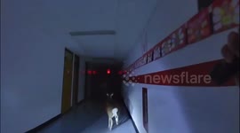 Deer's School Adventure Captured in Toms River, NJ, USA