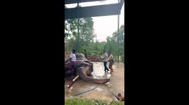 Elephant bathed by carers at sanctuary in Sri Lanka