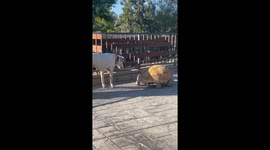 Turtle makes it shell-clear that he won't crawl-erate anyone messing with his ball