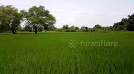 Beautiful Green Paddy Rice Field ,A paddy field is a flooded field of arable land used for growing semiaquatic crops, most notably rice and taro.