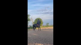 Woman trying to ride a horse gently ends up falling on her back *Epic Fail*