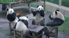 Fine dining! Quartet of pandas show their manners as they sit around table for dinner