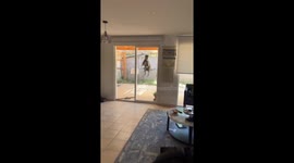Greyhound Jumps With Excitement