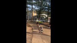 Pack of Costumed Dogs Ride on Train of Skateboards