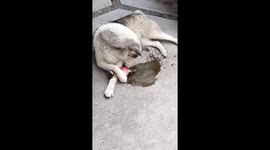 Pup Pours Itself Some Coca-Cola