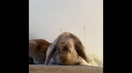 Little Bunny Makes a Big Yawn