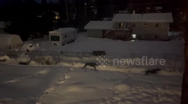 Great Danes Befriend Wild Moose