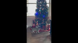 Kitty Claims The Grinch