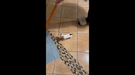 Chihuahua Hitches A Ride