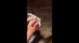 Feisty 3-Week-Old Heeler Puppy Has a Lot to Say