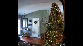 Clever Dachshund Is a Christmas Cookie Thief
