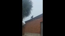 Wild monkey strolls across house roof in northern China