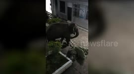 Wild elephant admires its reflection in villager's outdoor mirror