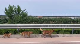 Russian doll dogs! Three pooches with ascending sizes run along street