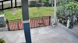 Pet dogs try to escape through gate when owner slides it open