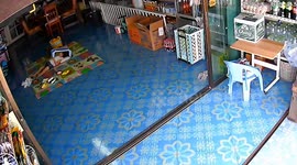 Monitor lizard scares little girl playing on shop floor