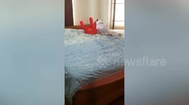 Pet Bulldog carries favourite red chair everywhere he goes