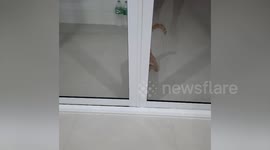 Clever kitten knows how to open home's sliding door