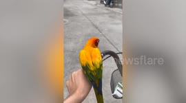Sun conure bird sits on bicycle handlebars for ride with owner
