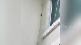 Bees build several nests around exterior wall of family's home