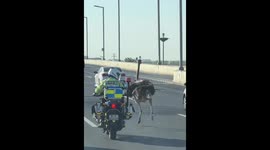 Escaped ostrich running along highway causes traffic jams in China