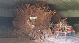 Superstitious Thai locals lay offerings at termite nests that look like intricate coral reefs