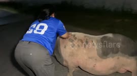 Police walk giant runaway pig back to its pen in Thailand
