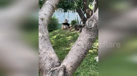 Adorable panda sits in swing and basks in the sunshine at Chinese zoo