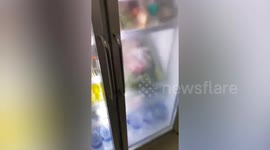 Black cat chills inside store refrigerator on hot summer day