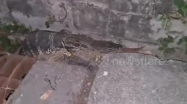 Monitor lizard stuck in drain grates rescued by volunteers