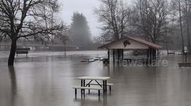 Video shows tree floating in floodwater in Arlington, Washington