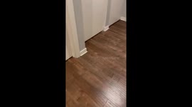 Woman's heart crammed with profound joy after husband surprises her with a puppy after work