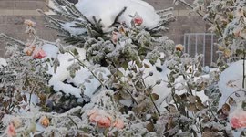 Frozen trees and roses due to cold weather in St Petersburg,  Russia