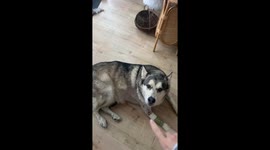 This Dog Comes Equipped With Bluetooth for Wireless Scritches
