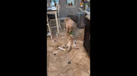 Tug of fur: playful canine duel in Maple Valley