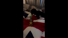 Barking bliss: dog's hilarious encounter with a dancing cactus toy in Busan