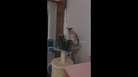 Sibling rivalry unleashed: intense cat battle in Taichung, Taiwan