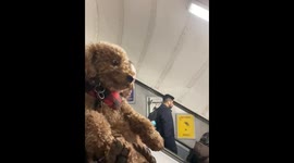 Little Floof Reacts to Escalator Ride