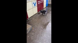 Large Rat Fights Back Against Dog
