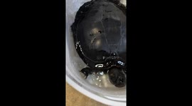 'She knows my voice': Woman who has owned same turtle for 70 years shares her story