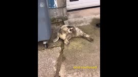 Adorable Baby Seal Gets Rescued