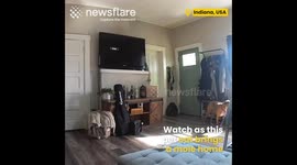 Cat brings mole into home