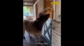 Cow Just Wants to be Friends