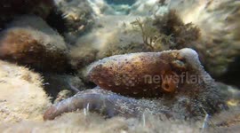 An Octopus Named Little Finger